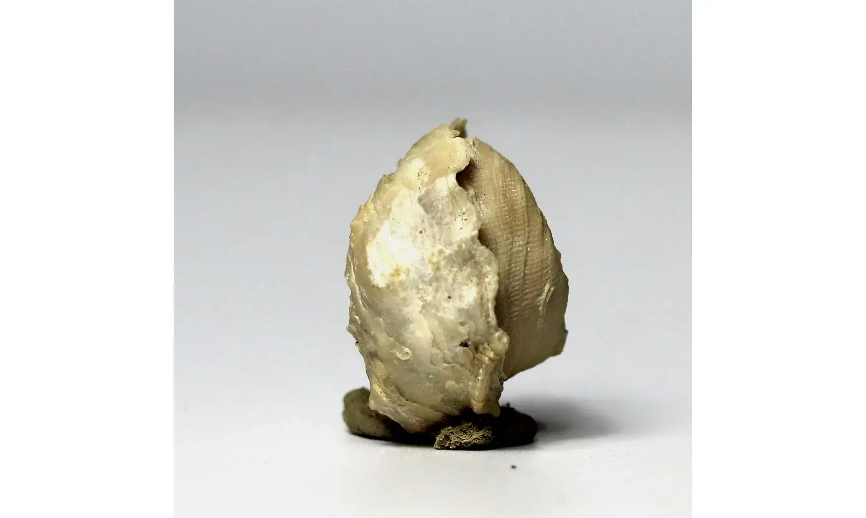 Exogyra sp.