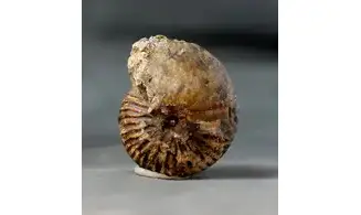 Anatomites ducetti