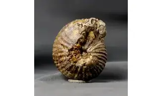 Anatomites ducetti