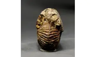 Anatomites ducetti