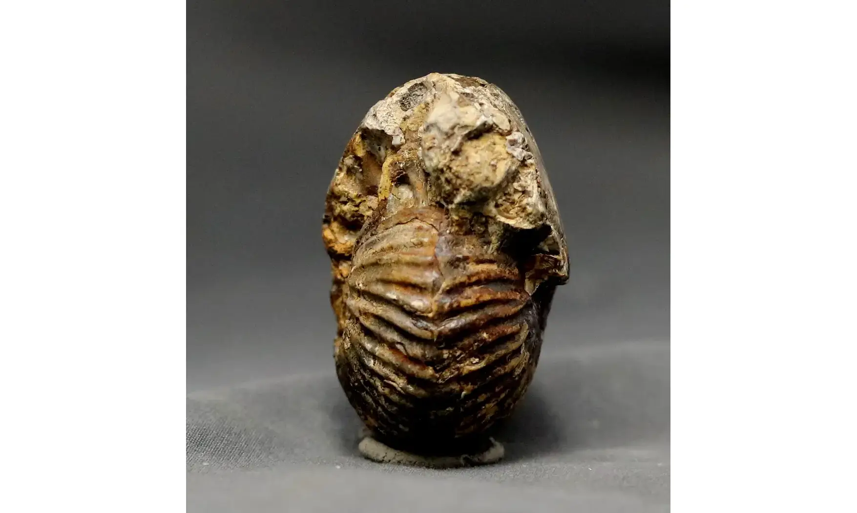Anatomites ducetti