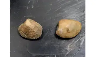 Nucula ovata