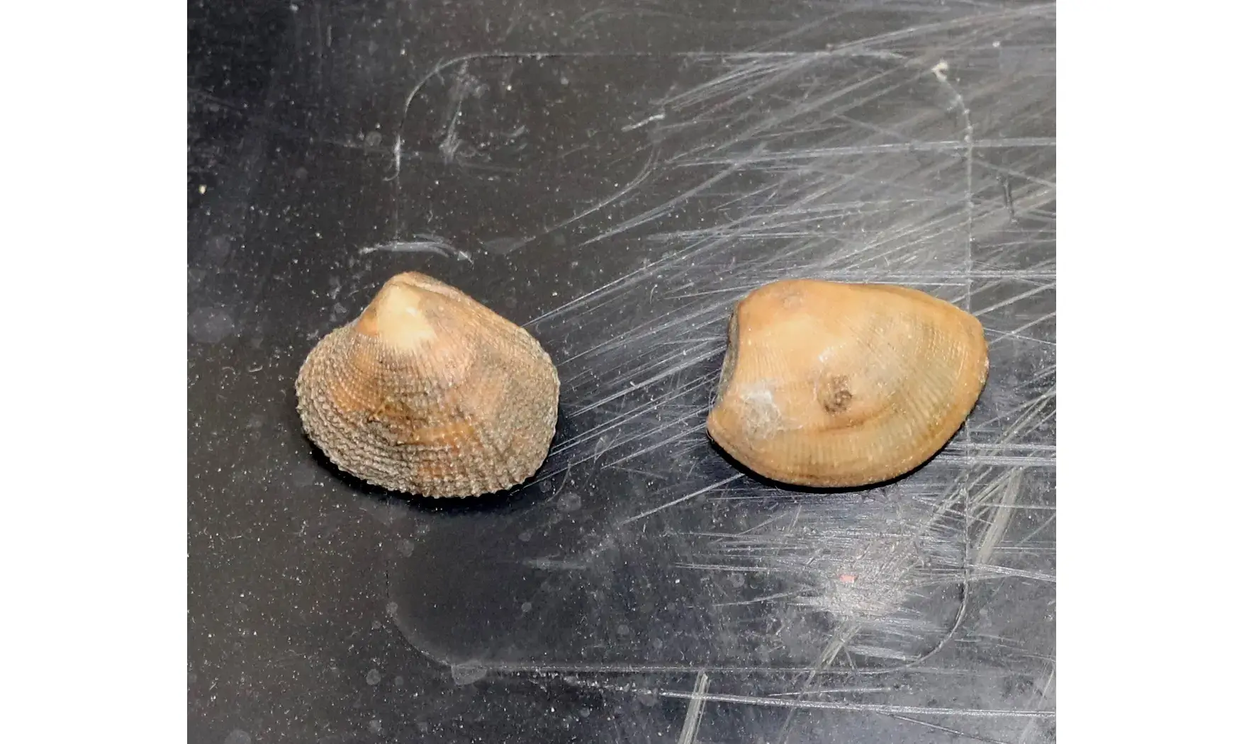 Nucula ovata