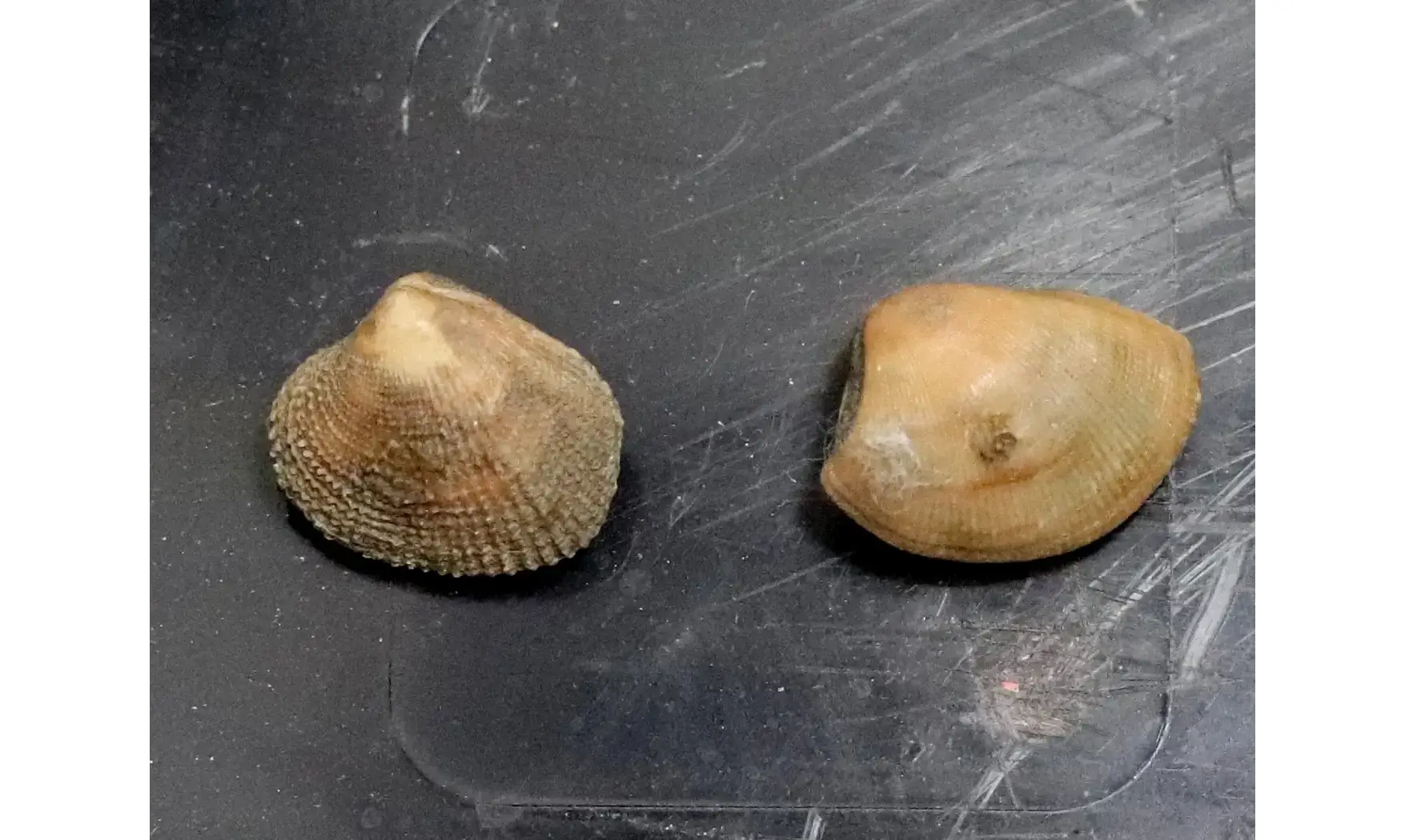 Nucula ovata
