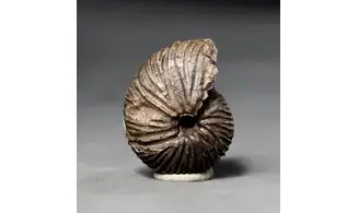 Anatomites brochiiformis