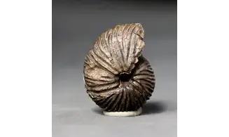 Anatomites brochiiformis