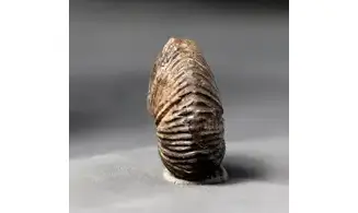 Anatomites brochiiformis