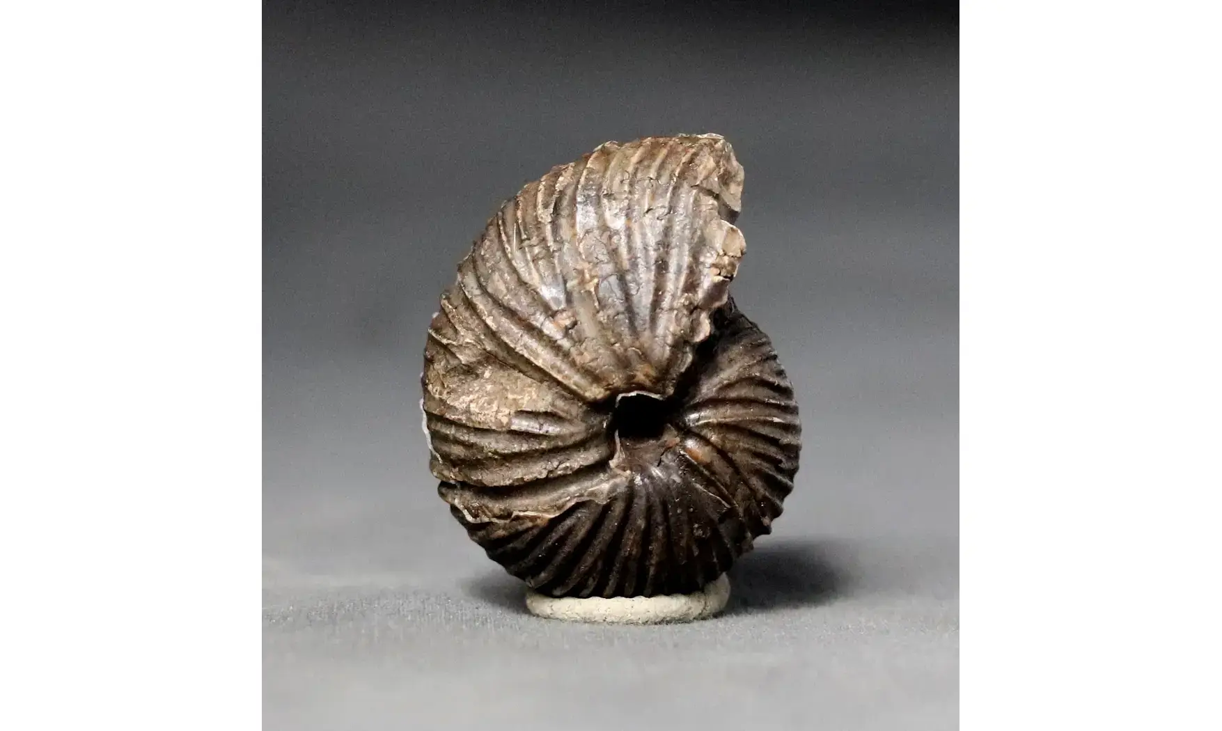 Anatomites brochiiformis