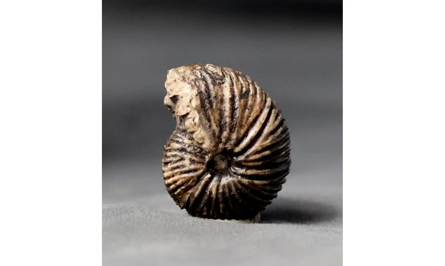 Anatomites brochiiformis