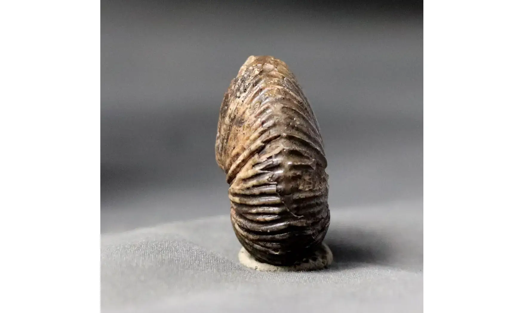 Anatomites brochiiformis