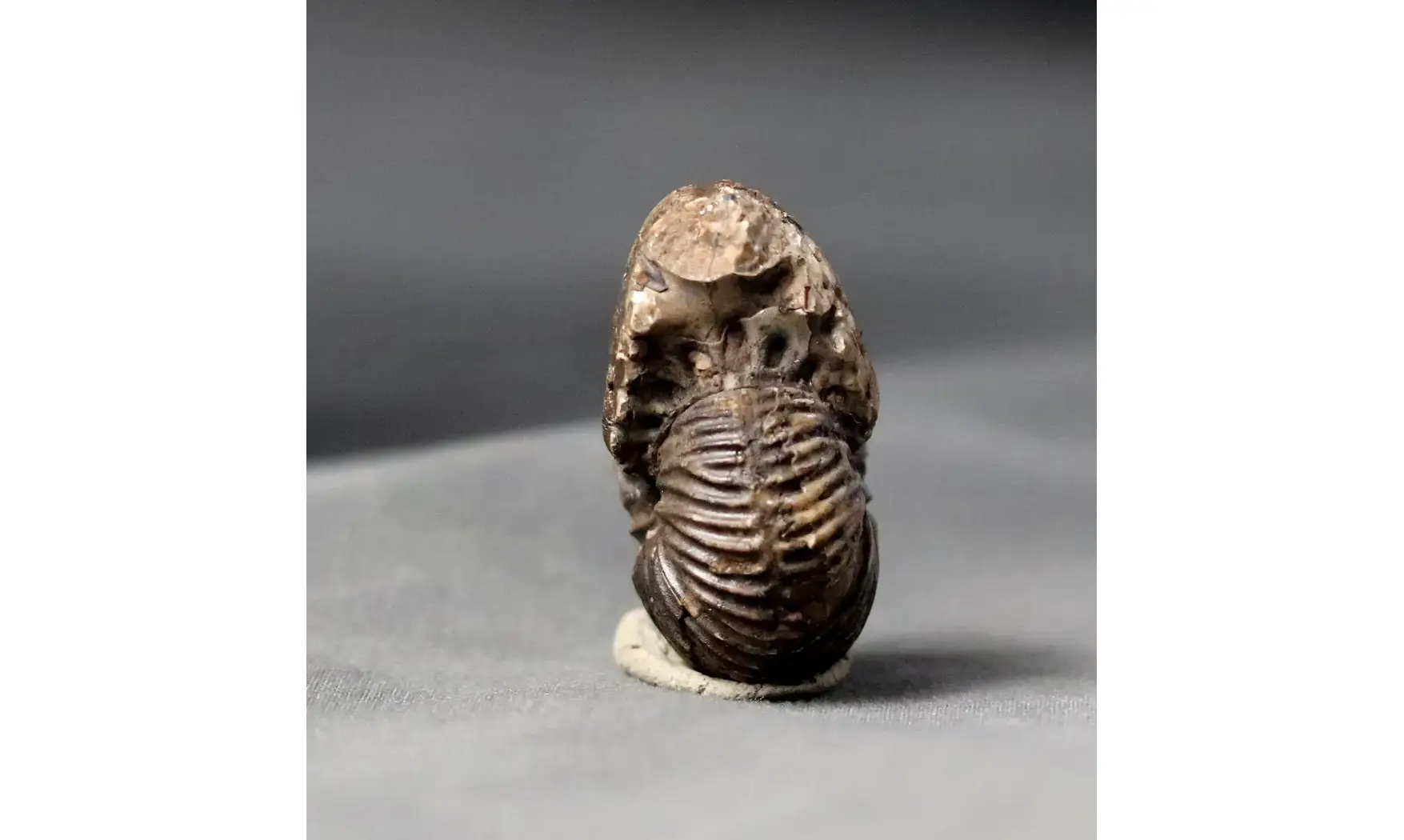 Anatomites brochiiformis