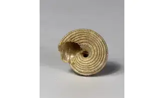Turbo parkinsoni