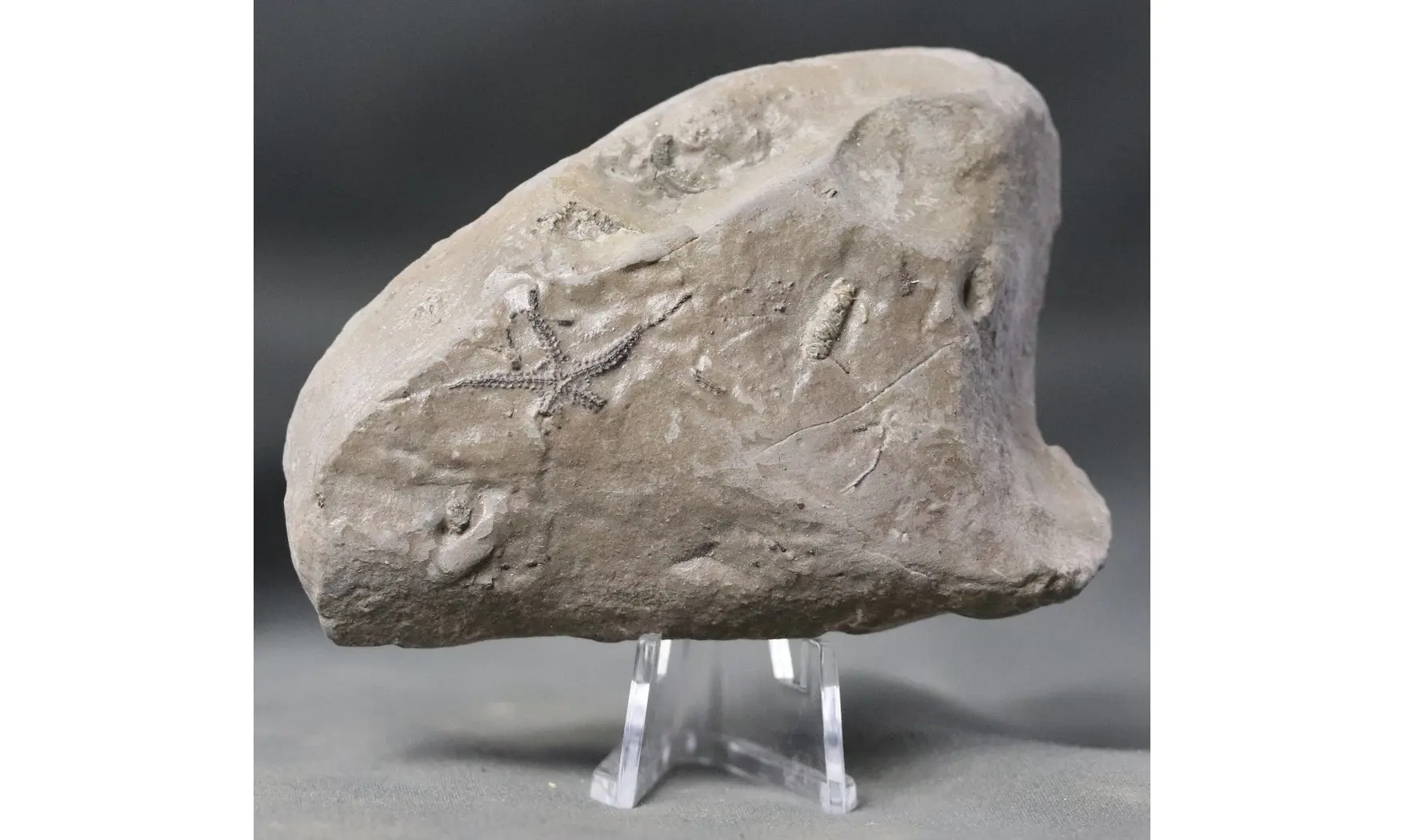Ophiopinna elegans