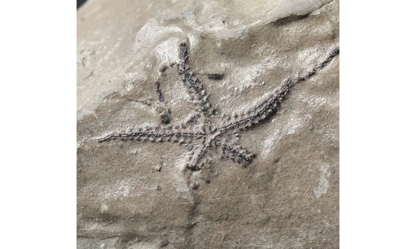 Ophiopinna elegans