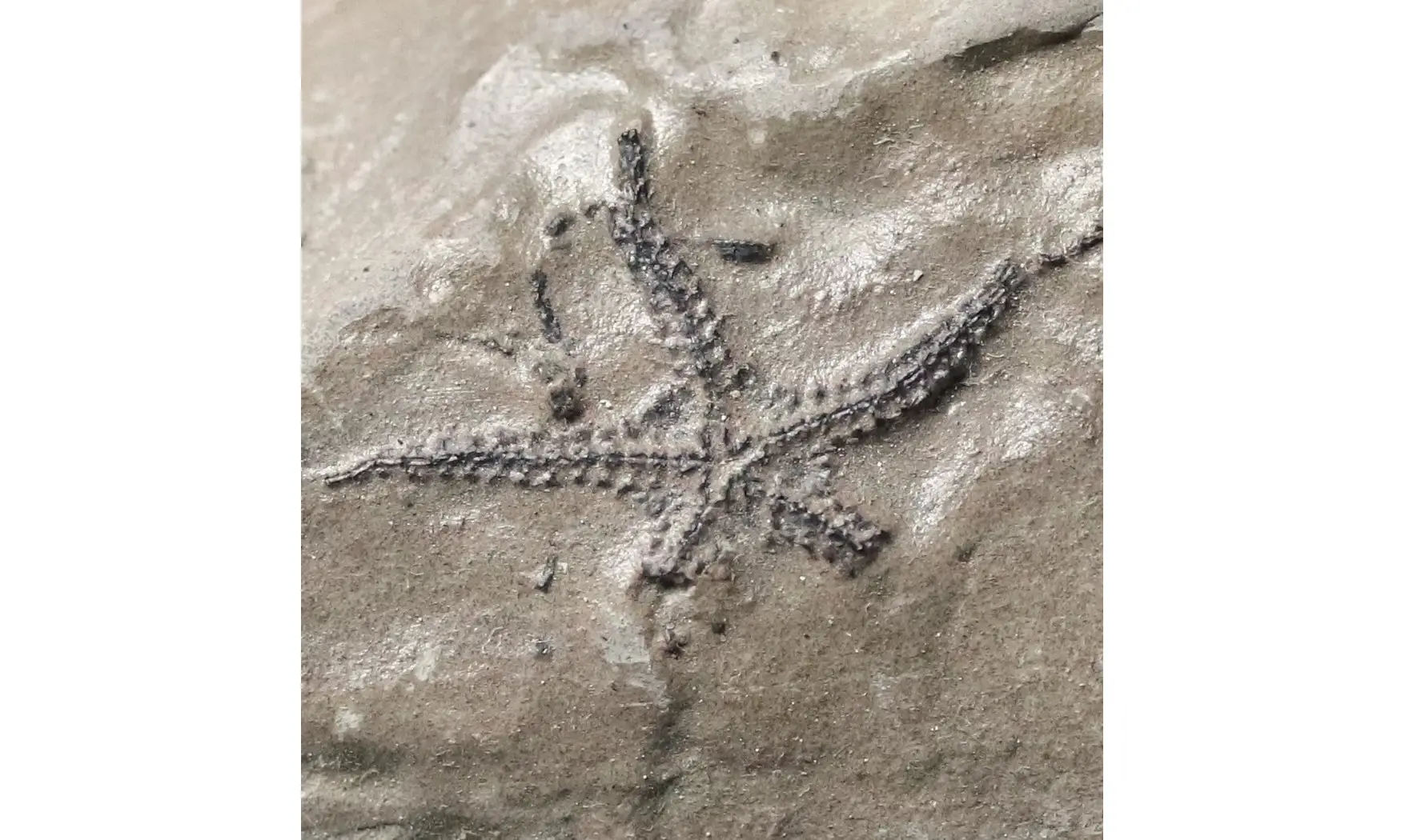 Ophiopinna elegans