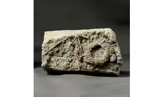 Acrosalenia hemicidaroides