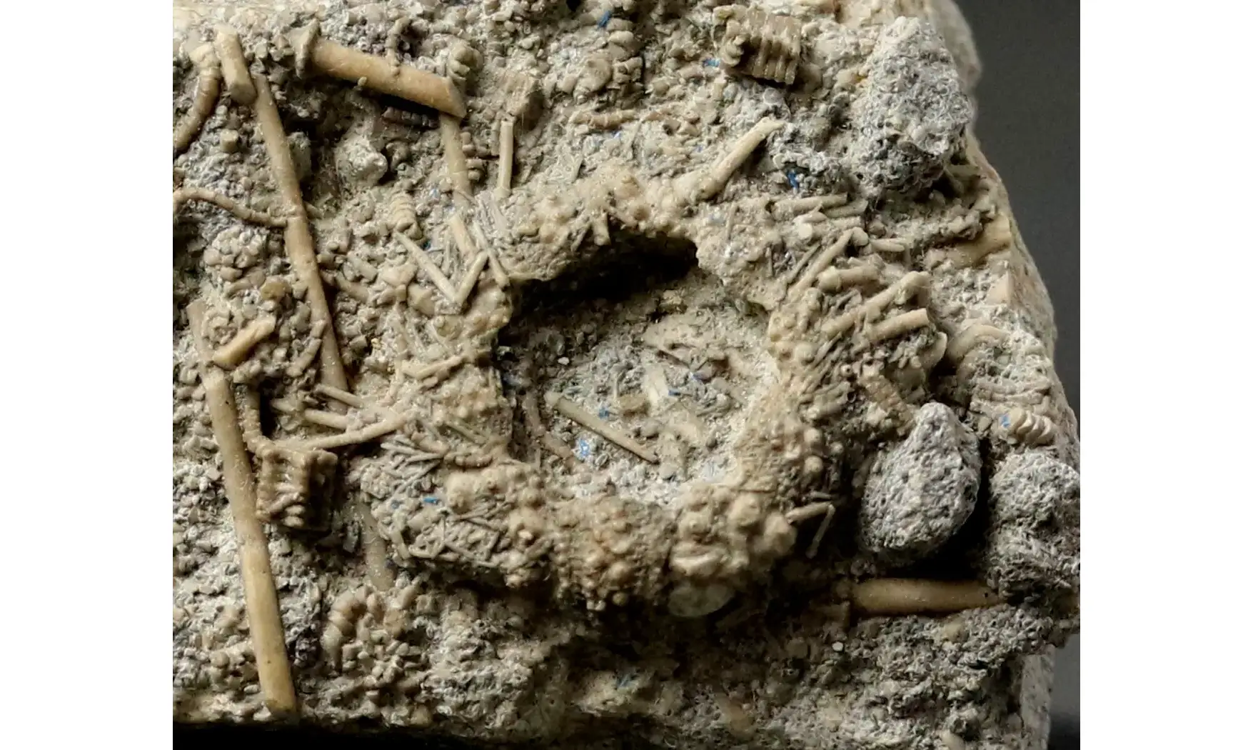 Acrosalenia hemicidaroides