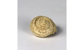Turbo parkinsoni