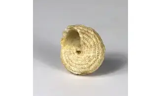Turbo parkinsoni