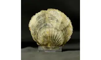Vitularia linguabovis