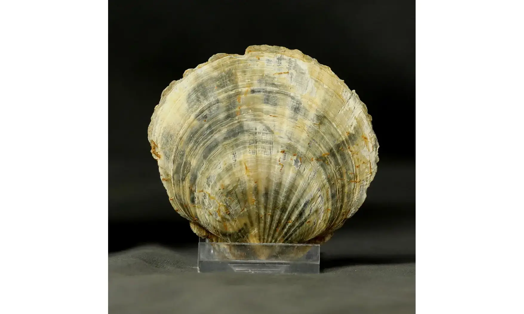 Vitularia linguabovis