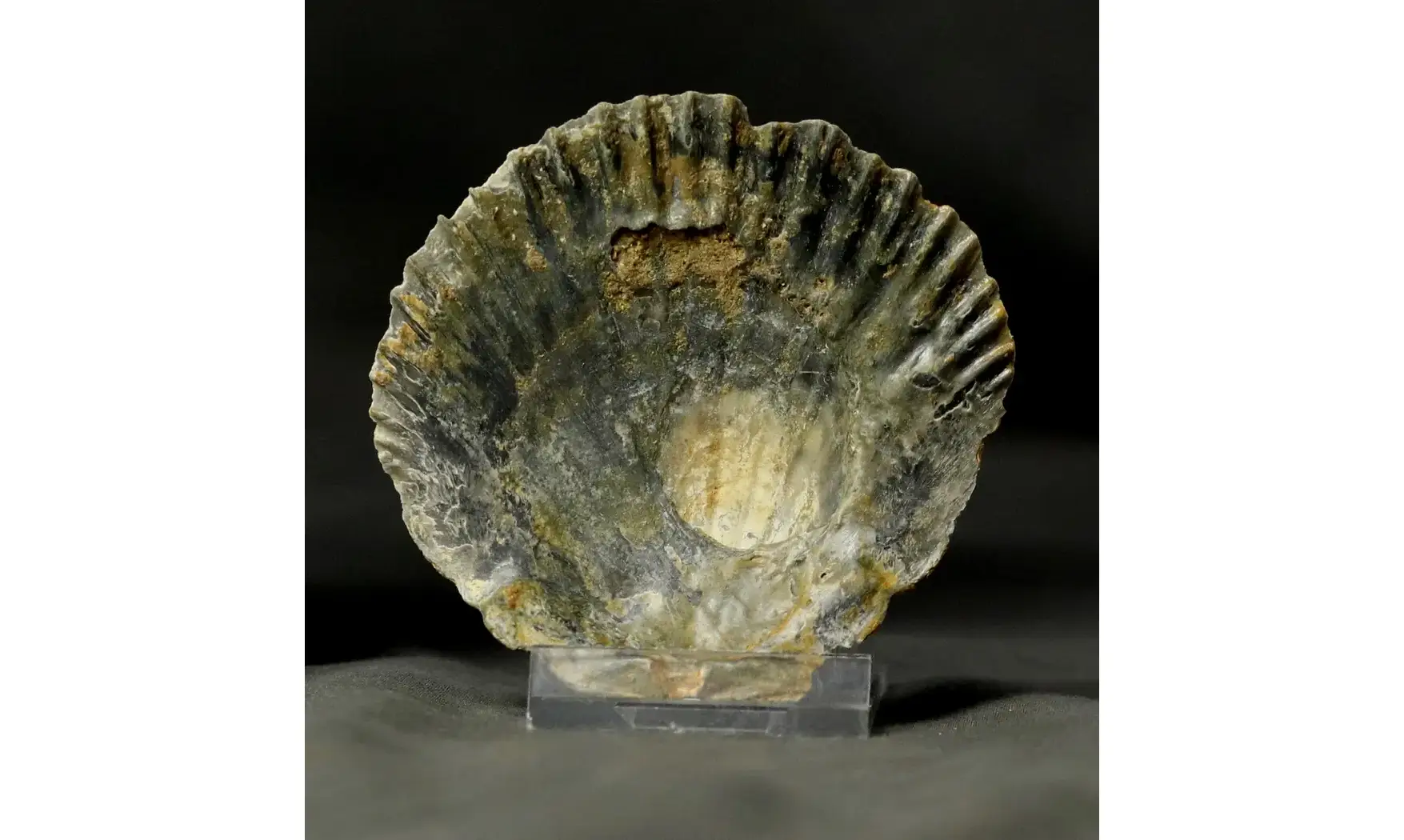 Vitularia linguabovis