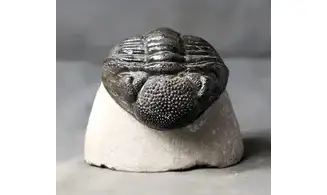 Drotops megalomanicus
