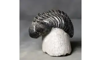 Drotops megalomanicus