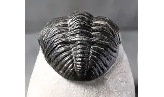 Drotops megalomanicus