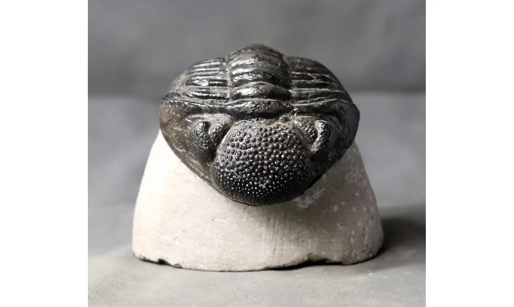 Drotops megalomanicus