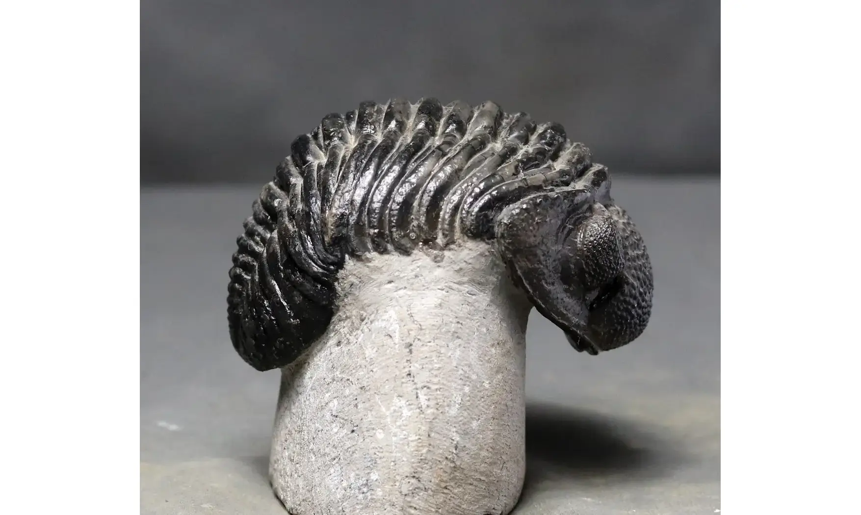 Drotops megalomanicus