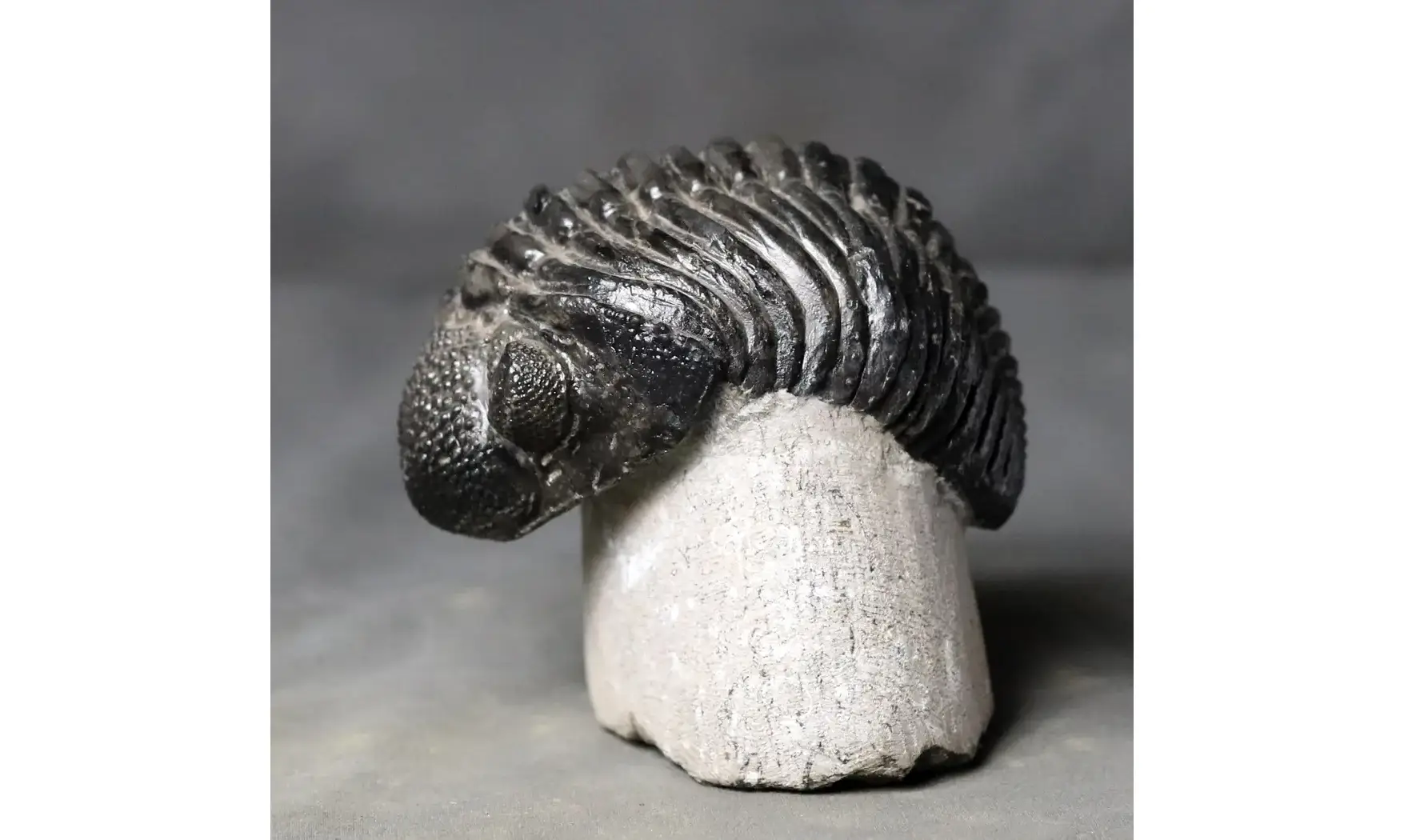 Drotops megalomanicus