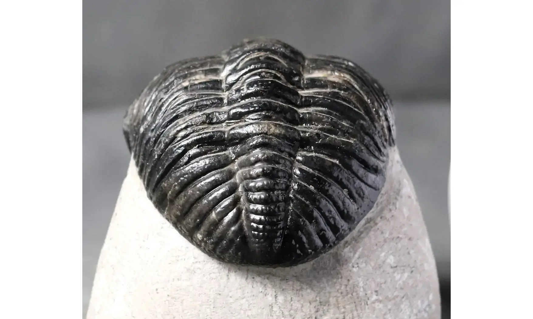 Drotops megalomanicus