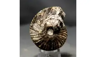 Griesbachites medleyanus inflatus