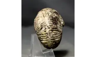 Griesbachites medleyanus inflatus