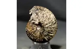 Griesbachites medleyanus inflatus