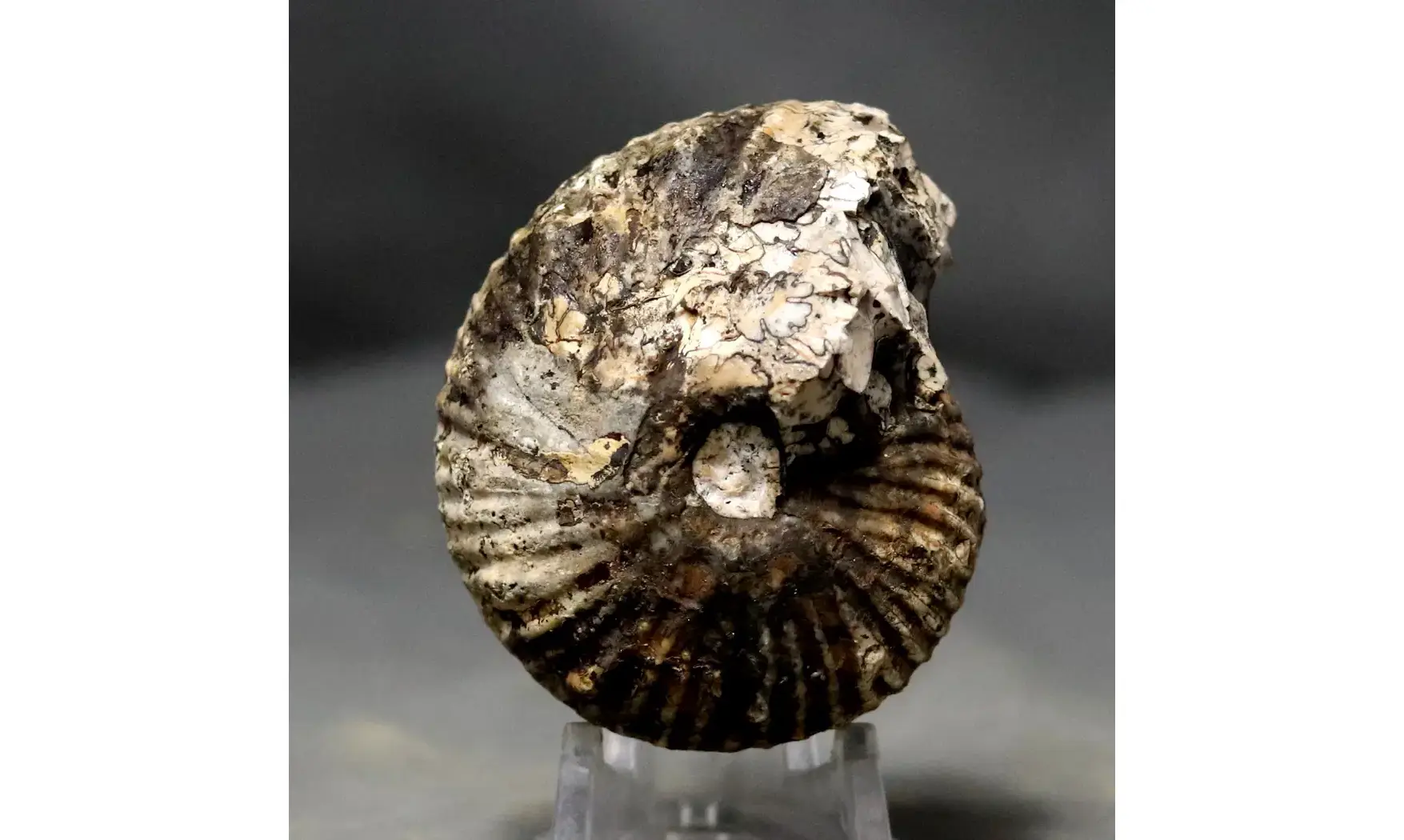 Griesbachites medleyanus inflatus