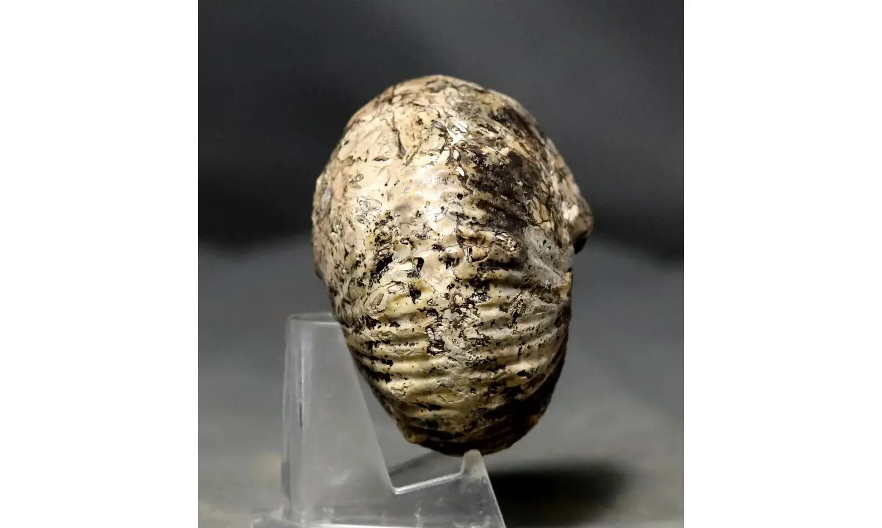 Griesbachites medleyanus inflatus