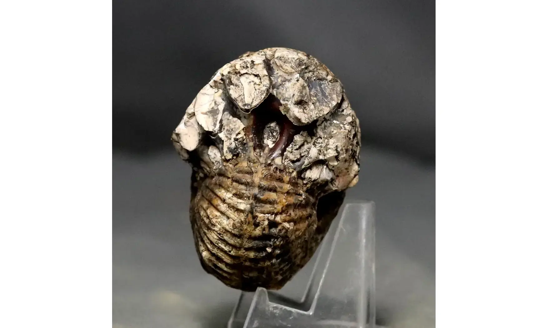 Griesbachites medleyanus inflatus