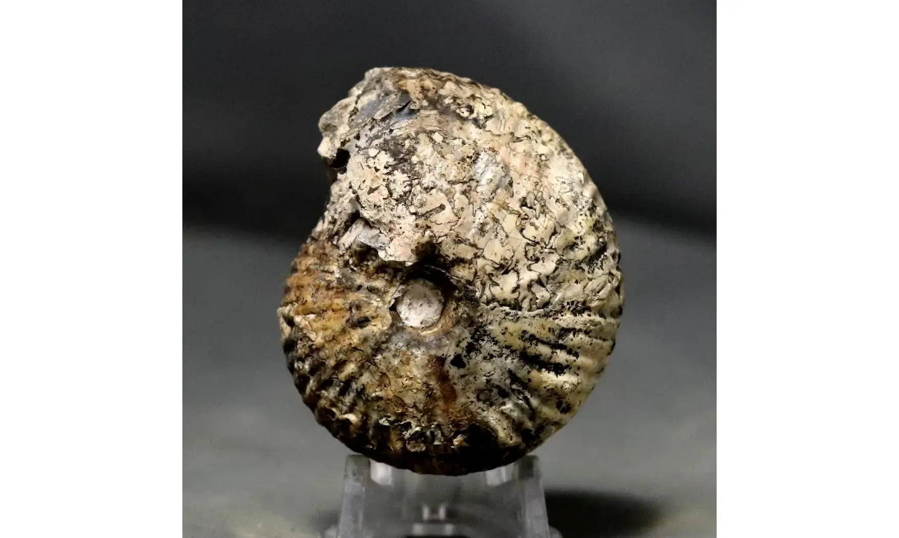 Griesbachites medleyanus inflatus