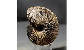 Griesbachites medleyanus inflatus