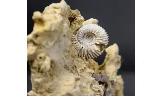 Garantiana garantiana