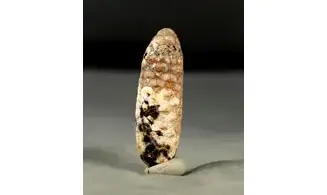 Equicalastrobus chinleana