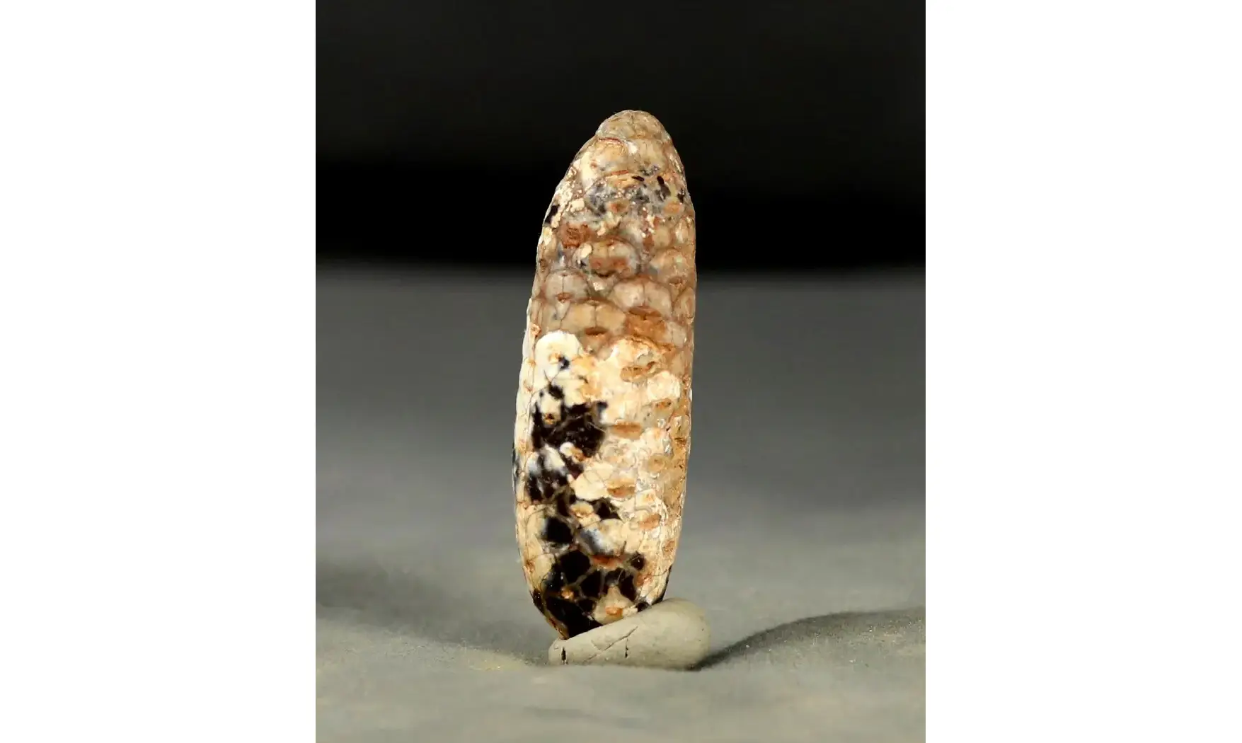 Equicalastrobus chinleana