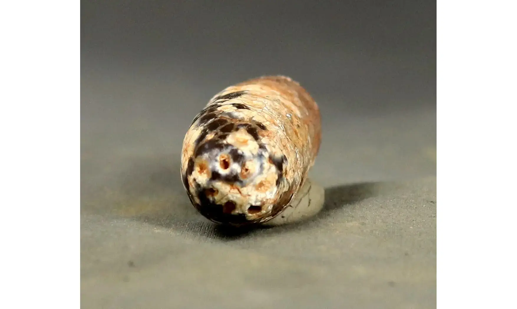 Equicalastrobus chinleana