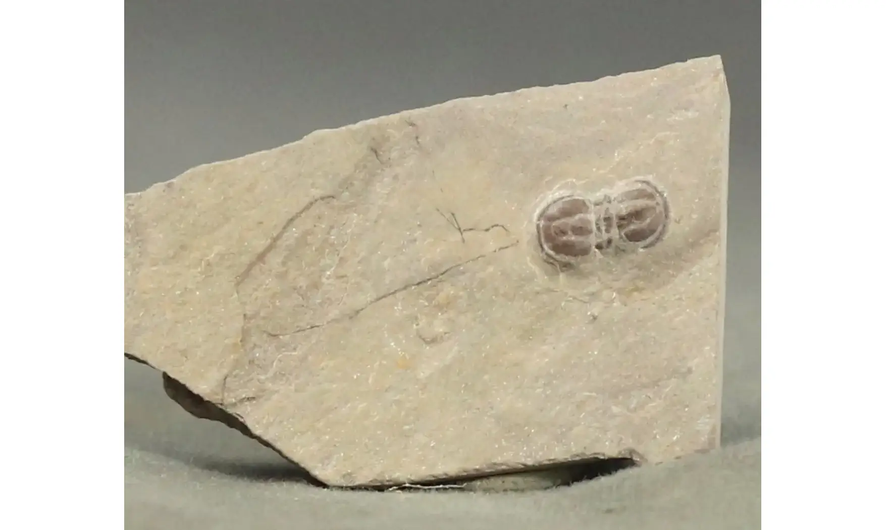 Peronopsis interstricta