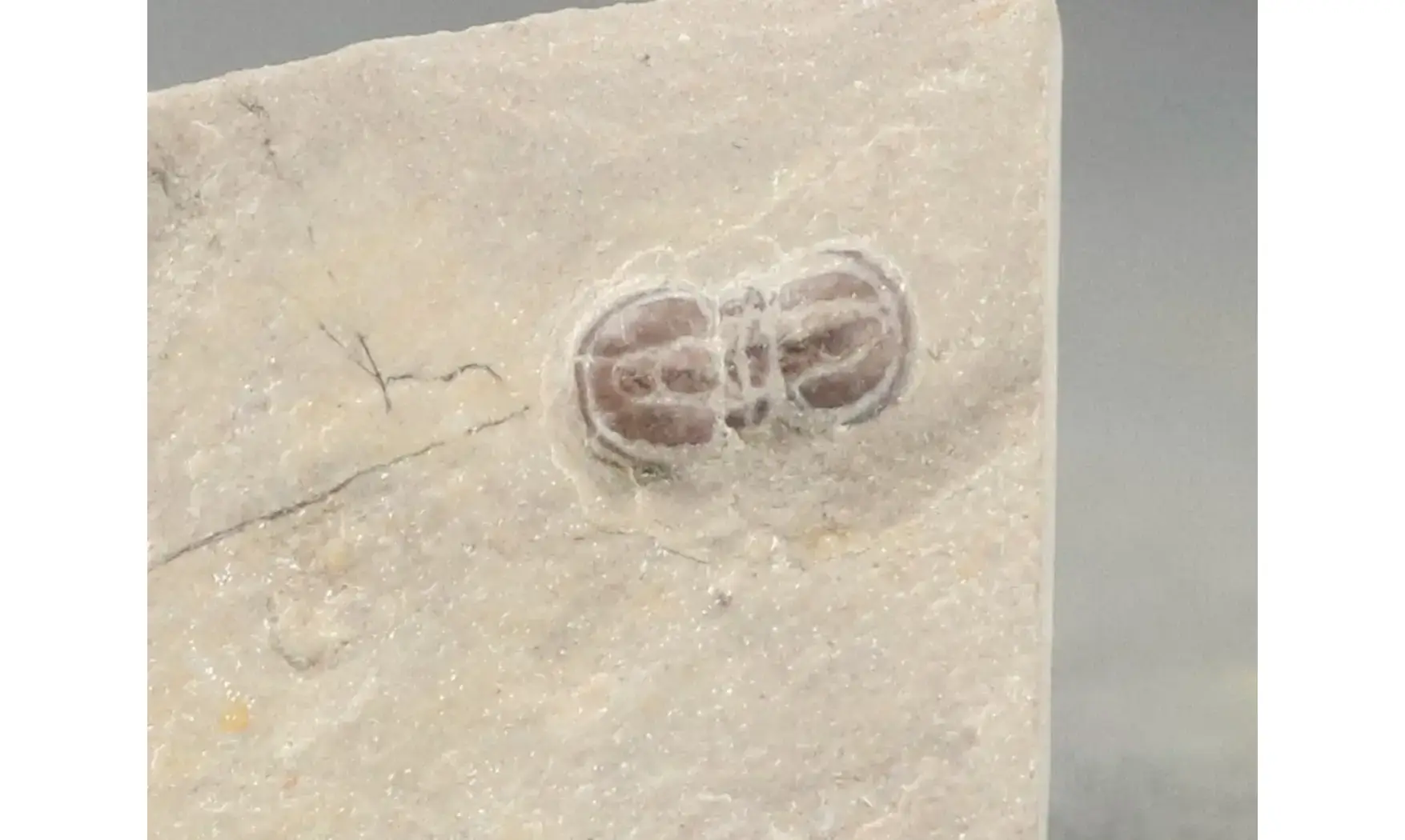 Peronopsis interstricta