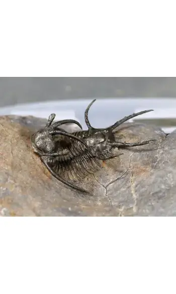 Ceratarges ziregensis