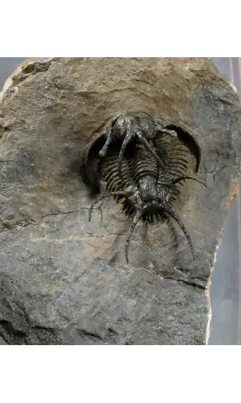 Ceratarges ziregensis