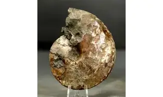Placenticeras Meeki